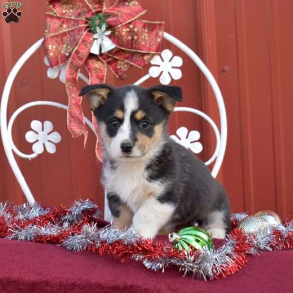 Holly, Pembroke Welsh Corgi Puppy