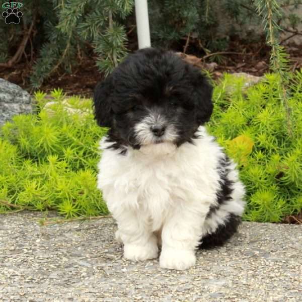 Holly, Havapoo Puppy