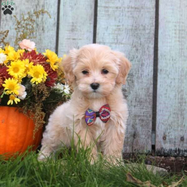 Holly, Maltipoo Puppy