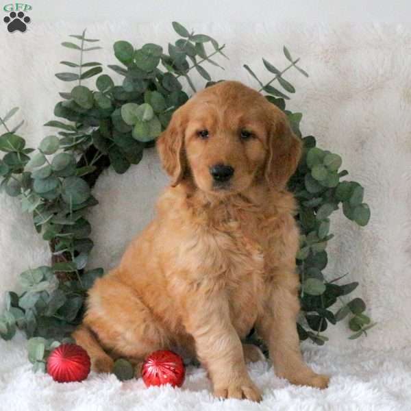 Holly, Golden Retriever Puppy