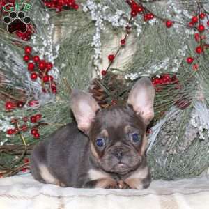 Holly, French Bulldog Puppy