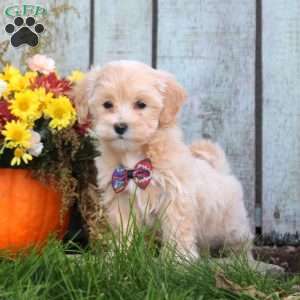 Holly, Maltipoo Puppy