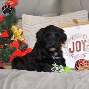 Holly, Portuguese Water Dog Puppy