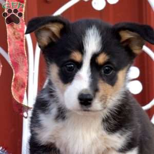 Holly, Pembroke Welsh Corgi Puppy