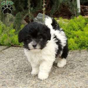 Holly, Havapoo Puppy