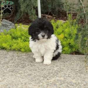 Holly, Havapoo Puppy