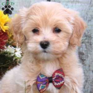 Holly, Maltipoo Puppy