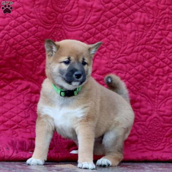Holly, Shiba Inu Puppy
