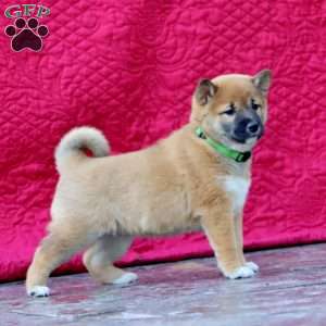 Holly, Shiba Inu Puppy