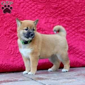 Holly, Shiba Inu Puppy