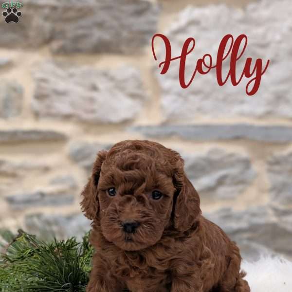 Holly, Toy Poodle Puppy