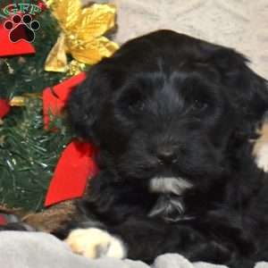 Holly, Portuguese Water Dog Puppy