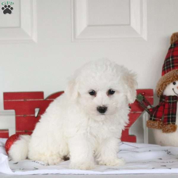 Holt, Bichon Frise Puppy