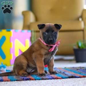 Honey, Belgian Malinois Puppy