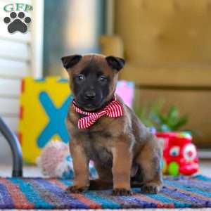 Honey, Belgian Malinois Puppy