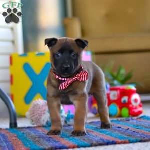 Honey, Belgian Malinois Puppy