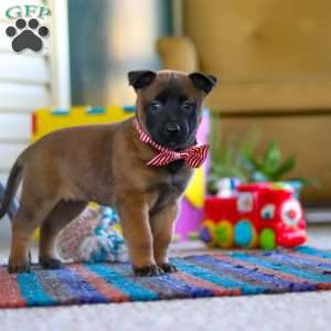 Honey, Belgian Malinois Puppy