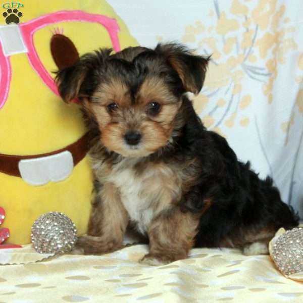 Honey, Yorkie-Chon Puppy
