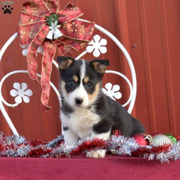 Honey, Pembroke Welsh Corgi Puppy