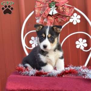 Honey, Pembroke Welsh Corgi Puppy