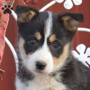 Honey, Pembroke Welsh Corgi Puppy