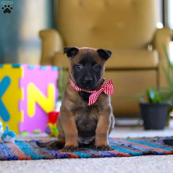 Honey, Belgian Malinois Puppy