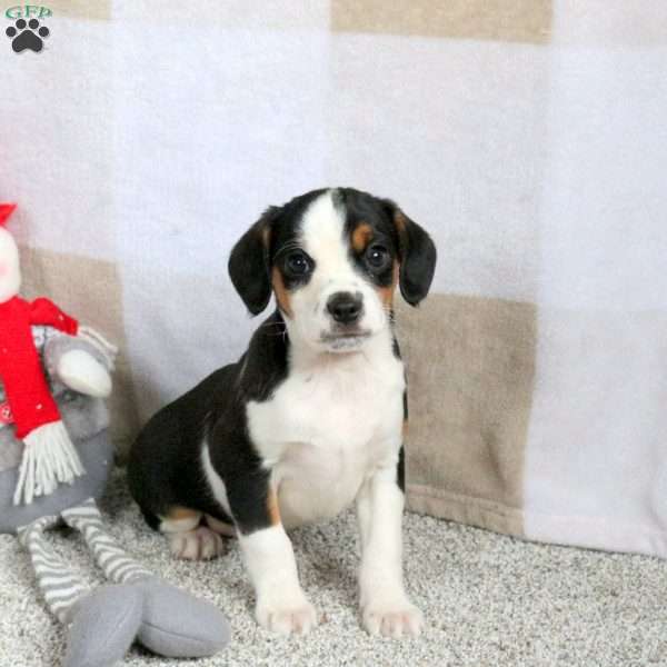 Hoops, Cavalier King Charles Mix Puppy