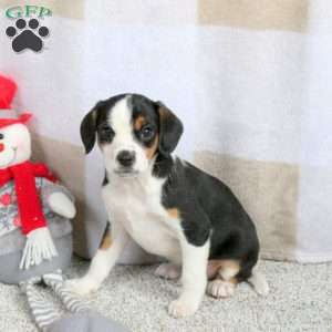 Hoops, Cavalier King Charles Mix Puppy