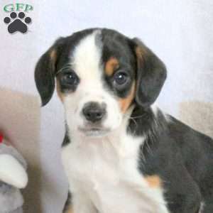 Hoops, Cavalier King Charles Mix Puppy