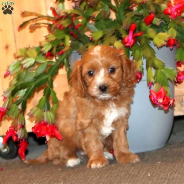 Hoops, Cavapoo Puppy