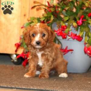 Hoops, Cavapoo Puppy