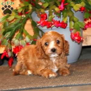 Hoops, Cavapoo Puppy