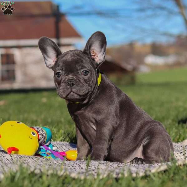 Hope, French Bulldog Puppy