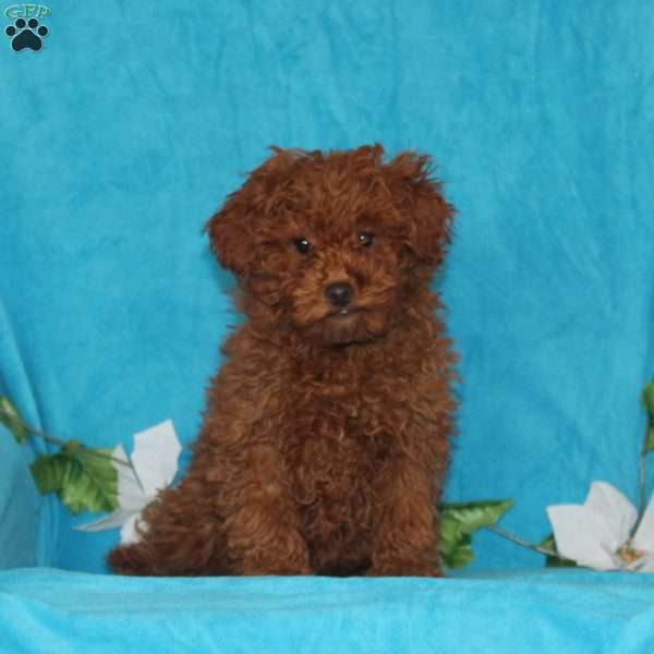 Hope, Mini Goldendoodle Puppy