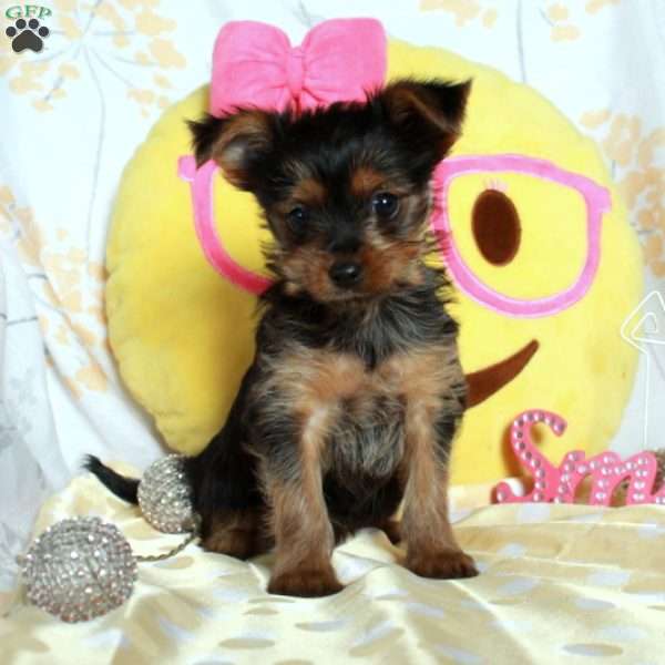 Hope, Yorkie-Chon Puppy