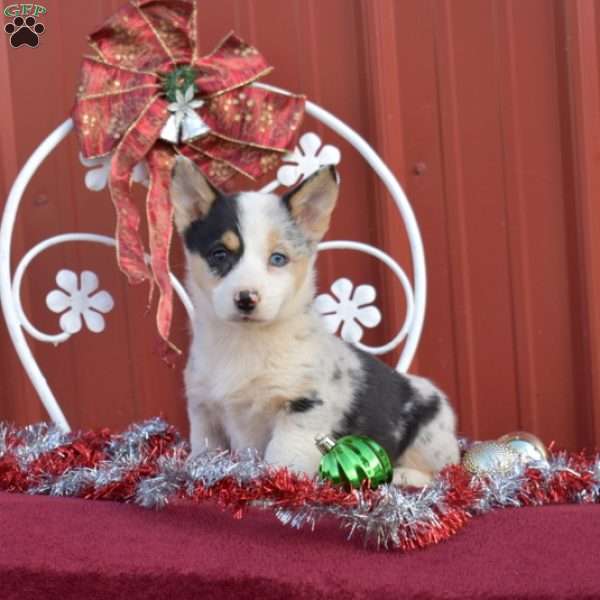 Hope, Pembroke Welsh Corgi Puppy