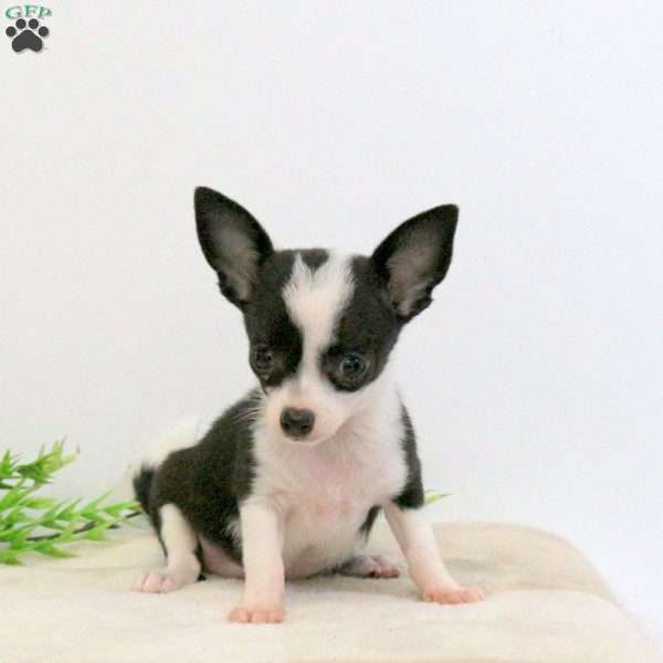 Hope, Chihuahua Puppy