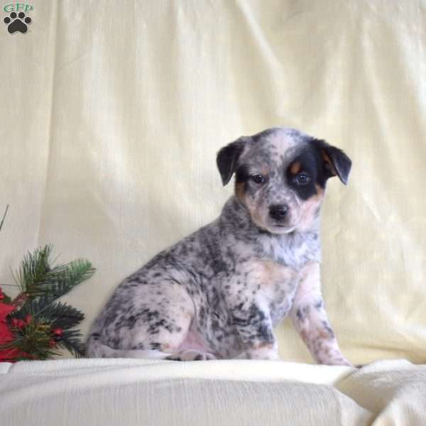 Hope, Blue Heeler – Australian Cattle Dog Puppy