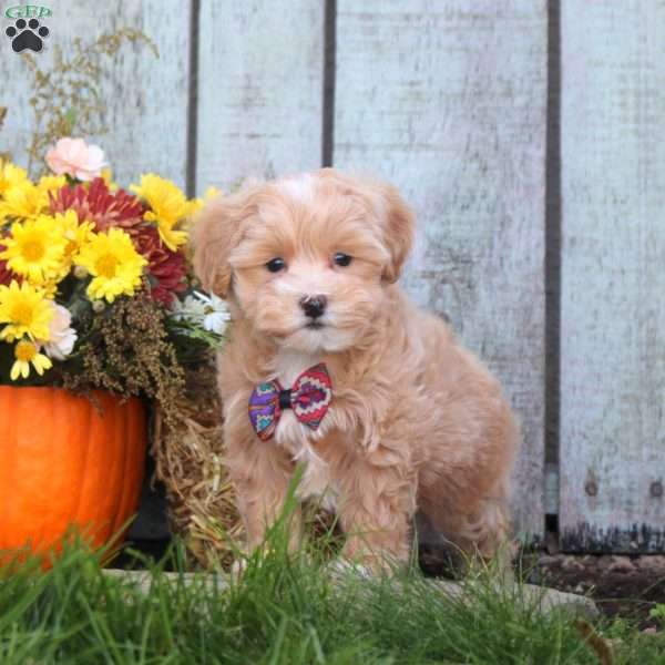 Hope, Maltipoo Puppy