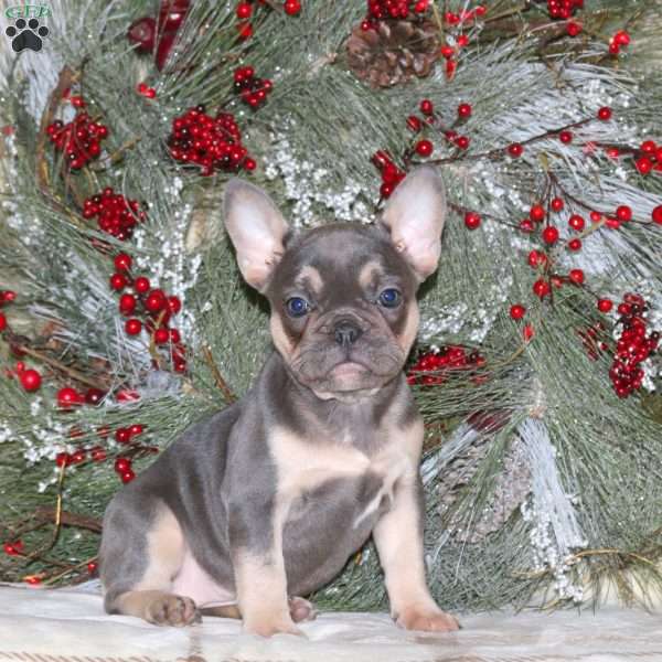 Hope, French Bulldog Puppy