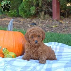 Hope, Mini Goldendoodle Puppy