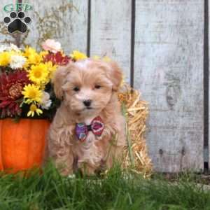 Hope, Maltipoo Puppy