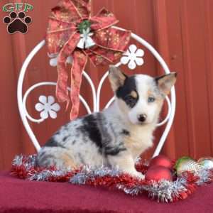 Hope, Pembroke Welsh Corgi Puppy