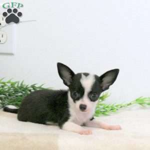 Hope, Chihuahua Puppy