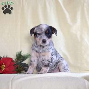 Hope, Blue Heeler – Australian Cattle Dog Puppy