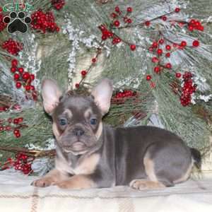 Hope, French Bulldog Puppy