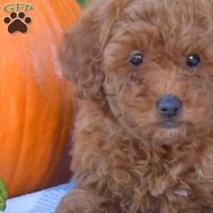Hope, Mini Goldendoodle Puppy