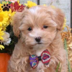 Hope, Maltipoo Puppy