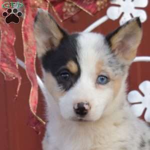 Hope, Pembroke Welsh Corgi Puppy