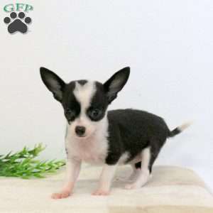 Hope, Chihuahua Puppy